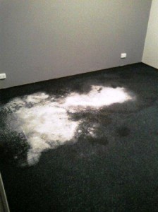 Severe cat urine cleaning