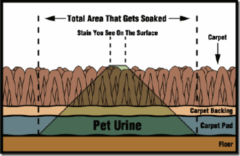 eliminating-cat-urine-smell-carpet-diagram